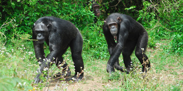 Chimpanzee-sanctuary