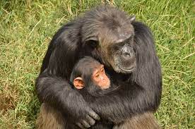 Chimpanzee-sanctuary2