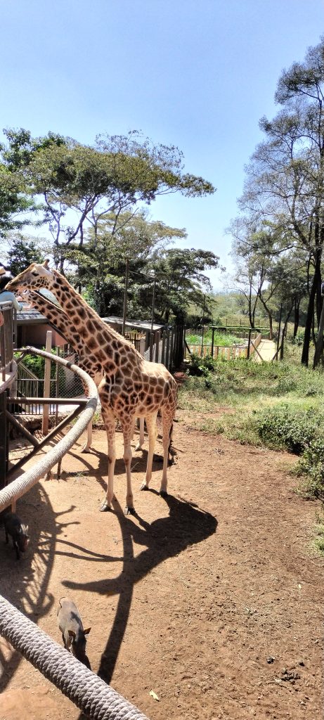 GiraffeCentre2