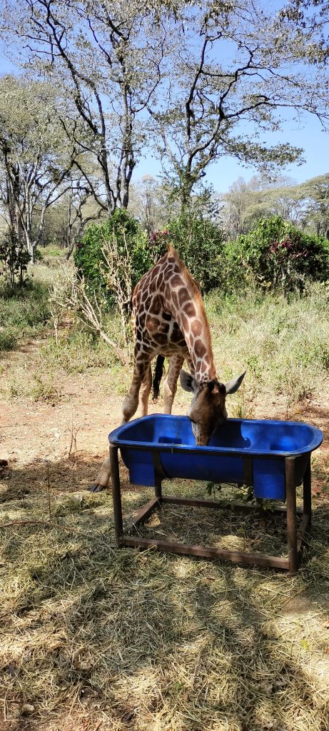 GiraffeCentre4