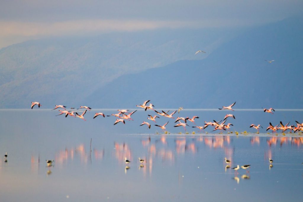 Lake-Manyara1