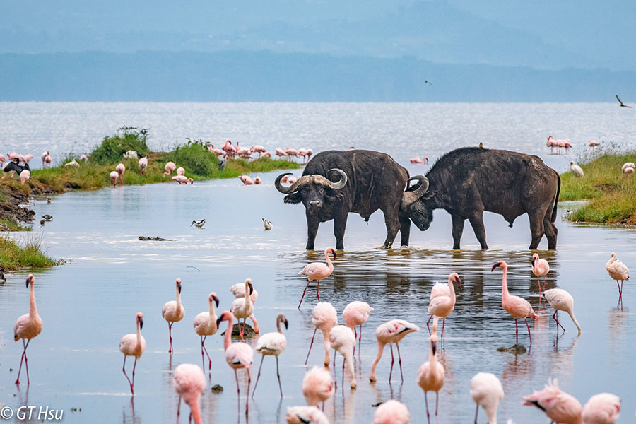 Lake-Nakuru-National-Park