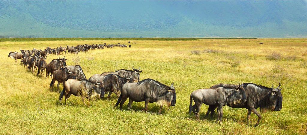 Maasai mara travel 2016