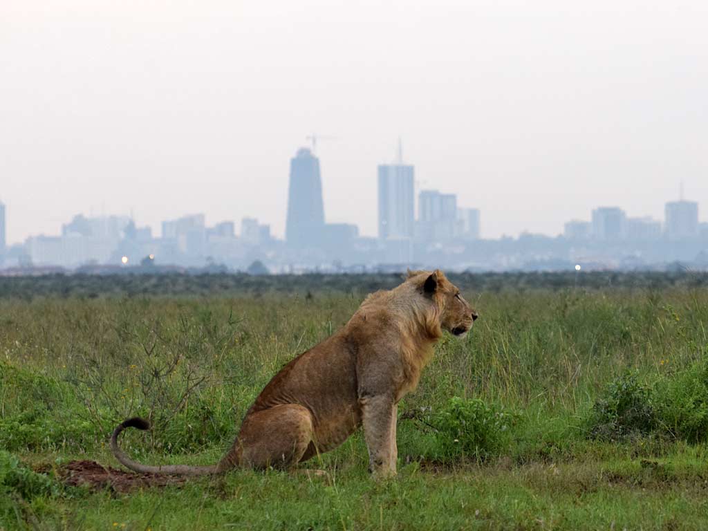 -Nairobi-National-Park