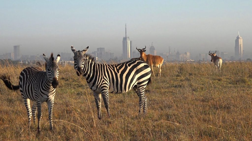 Nairobi-National-Park1