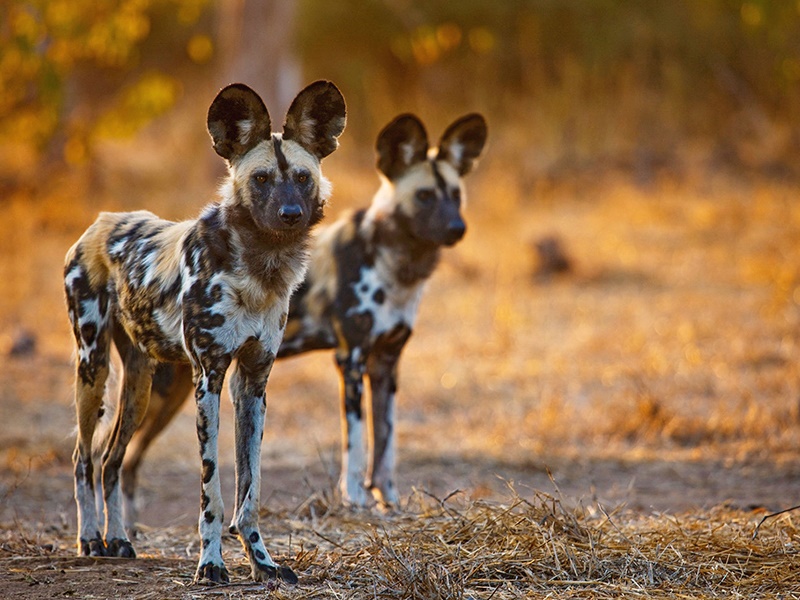 Tarangire-National-Park-wild-dog