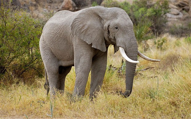 africanelephant1