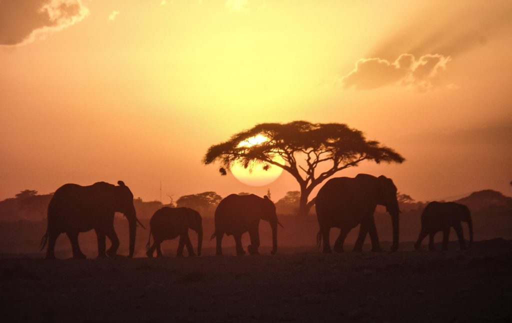 amboseli-1