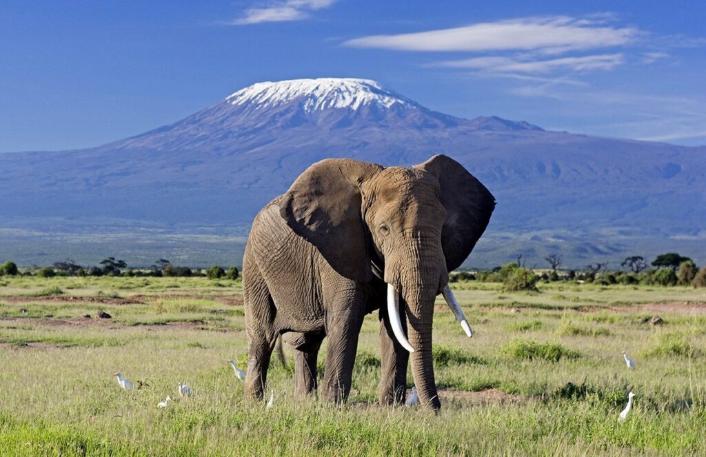 amboseli