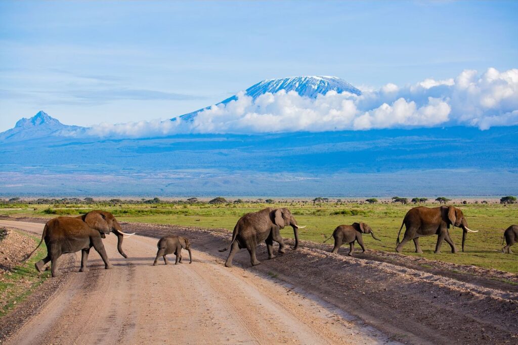 amboseli-elephants-crossing