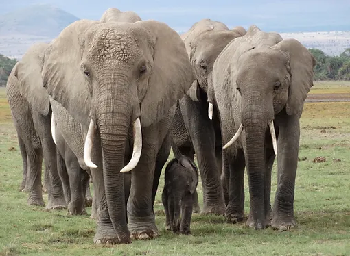 amboseli-elephants