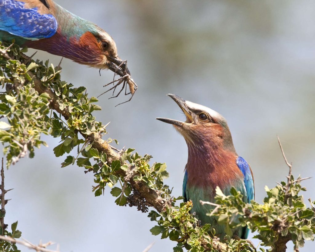 birding-kenya1