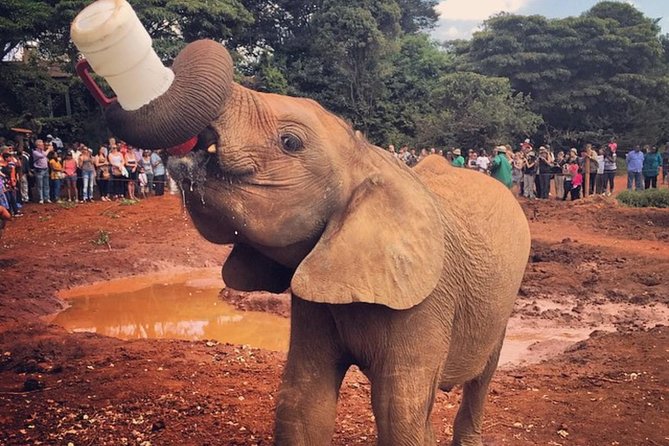 david-sheldrick-orphanage1