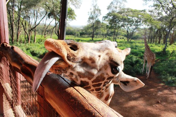 giraffe-centre