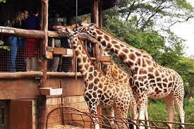 giraffe-centre-nairobi