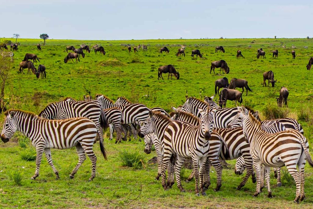 kenya-maasai-mara