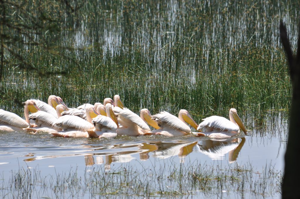 lake-nakuru