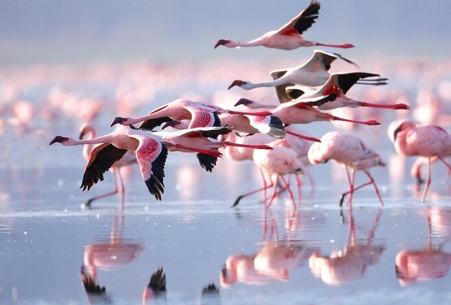 lake-nakuru1