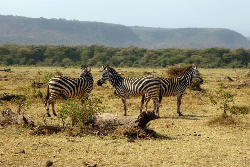 manyara