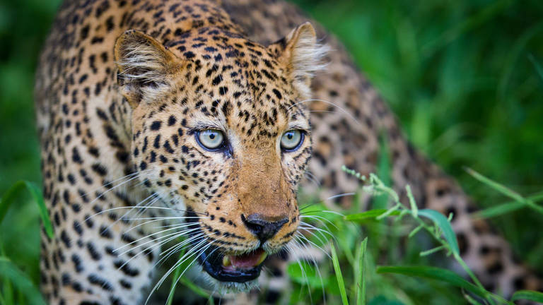 mara-leopard1