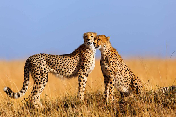 masai-mara-cheetahs