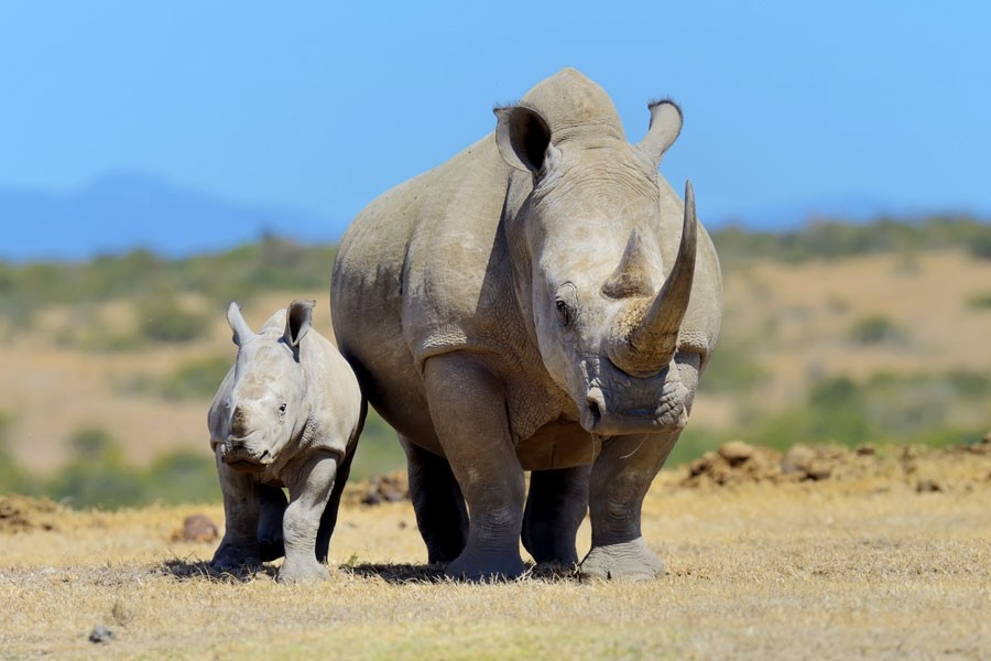 ol-pejeta