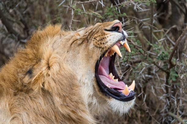 Close-up of a male lion roaring.
