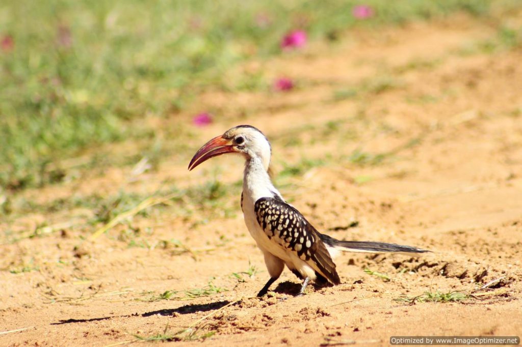 tsavo-west