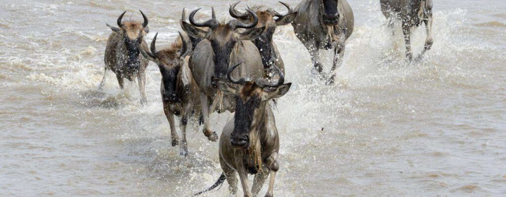 wildebeest-migration-safari-1