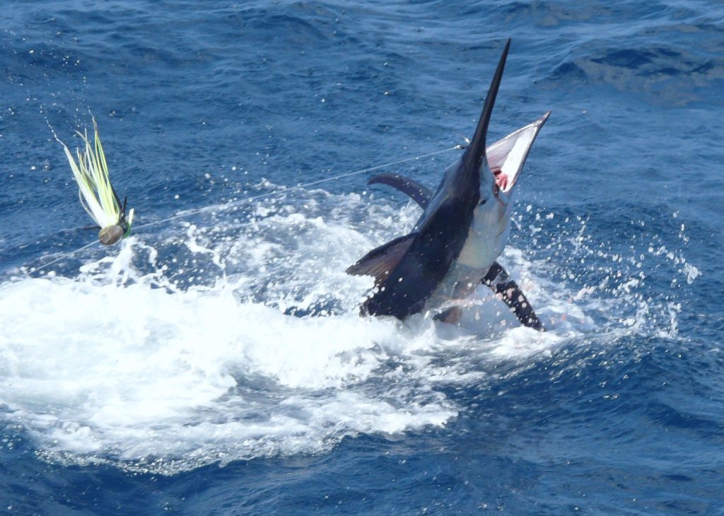 Diani-Fishing